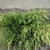 Young plant form with gold-colored needles at the tips