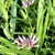 Flower & Leaves - June 10 - Warren Co., NC