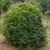 Kadsura japonica