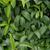 Kadsura japonica
