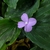 A low-growing plant with a solitary pale lilac flower.