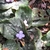 Low-growing plants with variegated leaves & pale solitary flos.