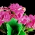 Close-up on double pink flowers.