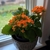 Potted succulent with crenate leaves and orange flowers.