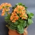 Potted succulent with crenate leaves and orange flowers.