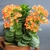 Potted succulent with crenate leaves and orange flowers.