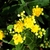 Close-up on double yellow flowers.