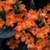 Close up of orange flowers.