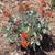 Kalanchoe Bracteata