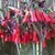 Clusters of red, pendent, tubular flowers.