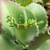 Succulent leaves with tiny plantlets borne on the margins.