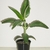potted plant with succulent leaves. Leaf edges bearing plants.