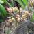 Budding