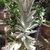 Potted succulent with fuzzy, brown-marked leaves.