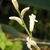 Raceme of white tubular flowers.