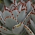 Close-up of fuzzy, succulent leaves. Brown spots on margins.