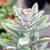 Succulent, fuzzy leaves with brown markings on the margins.