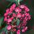 Kalmia angustifolia, K. carolina