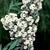 Kalmia angustifolia, K. carolina