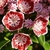 Cluster of pink bell-shaped flowers with dark red interiors.