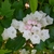 A cluster of white, bell-shaped flowers & pink, ridged buds