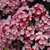 Cluster of pink bell-shaped flowers with dark pink, ridged buds