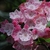 Cluster of pink bell-shaped flowers with pink, ridged buds