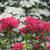 Kalmia latifolia 'Sarah'