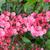 Kalmia latifolia 'Sarah'