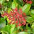 Kalmia latifolia 'Sarah'