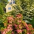 Kalmia latifolia 'Sarah'