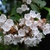 A cluster of white, bell-shaped flowers & pink, ridged buds