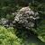 Shrub covered in white flowers among other green shrubs.