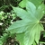 Underside of leaf