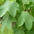 Large 5 lobed leaves