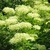 Clusters of creamy flowers