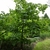 form of the tree
