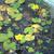 Nymphoides pelatum