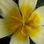 Close up of flower