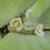 Pistia stratiotes