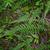 Thelypteris decursive-pinnata