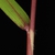 Stem sheath on reddish stem with few hairs (Greensboro, NC)-Mid