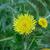 Sonchus asper