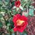 Flower and bud