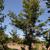 Keteleeria davidiana