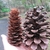 Keteleeria davidiana cone compared to a Pinus palustris cone