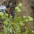 Pteridium aquilinum