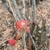Succulent plant with cylindrical stems and orange flowers.