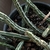 Leafless succulent with striped cylindrical stems.