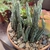 Leafless succulent with striped cylindrical stems.
